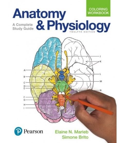 Download ebook Anatomy and Physiology 2018