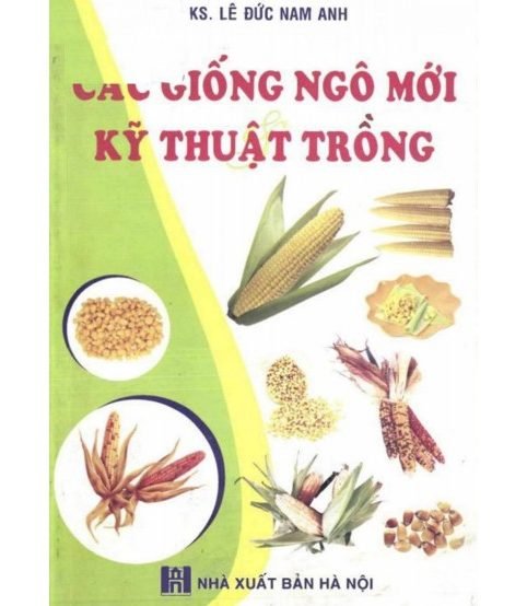 Các giống ngô mới và kỹ thuật trồng