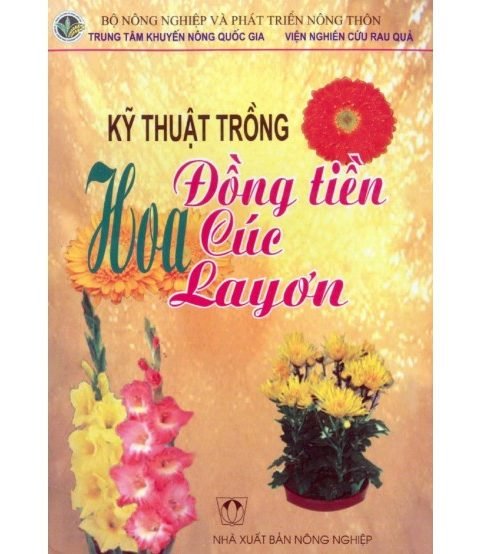 Kỹ thuật trồng hoa đồng tiền, cúc, lay ơn