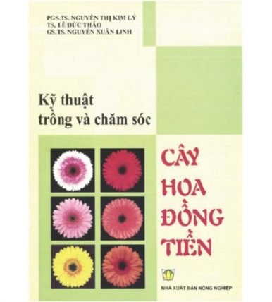 Kỹ thuật trồng và chăm sóc cây hoa đồng tiền