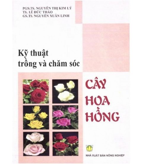 Kỹ thuật trồng và chăm sóc cây hoa hồng