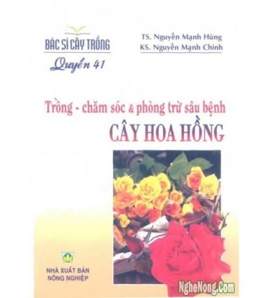 Trồng - chăm sóc và phòng trừ sâu bệnh: Cây Hoa Hồng